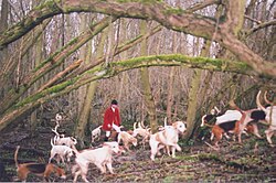 Master or whipper-in and fox hounds drawing a wood. Hunting in Yorkshire, Northern England, in 2005, on the last day of fully legal, proper, fox hunting.