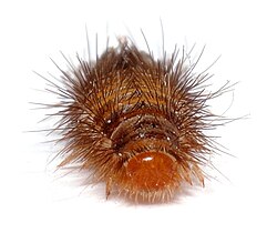 Larva of A. verbasci. Front view