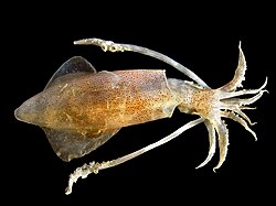 European squid (Loligo vulgaris)