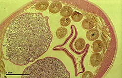Fig. 15. Cross section of a nematode.