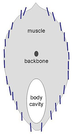 The herring's reflectors are nearly vertical for camouflage from the side.