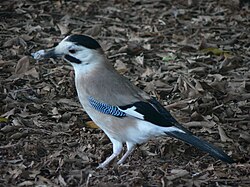 Eurasian jay (Garrulus glandarius)