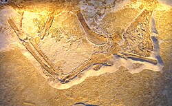 Daiting Specimen, the holotype of A. albersdoerferi