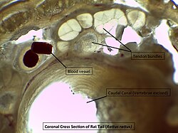 Microscopic cross section of Rattus rattus tail, delineating tendon bundles, vasculature, and vertebral canal