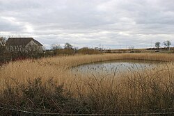 Sustainable urban drainage pond near housing in Scotland. The filtering and cleaning of surface and waste water by natural vegetation is a form of ecosystem service.