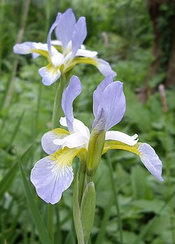 Close-up of the flower of Iris sibirica cultivar 'Summer Sky'
