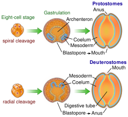 Early development differences between deuterostomes versus protostomes. In deuterostomes, blastula divisions occur as radial cleavage because they occur parallel or perpendicular to the major polar axis. In protostomes, the cleavage is spiral because division planes are oriented obliquely to the polar major axis. During gastrulation, deuterostome embryos' anus is given first by the blastopore while the mouth is formed secondarily, and vice versa for the protostomes