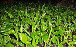 Banana plantlets transferred to soil (with vermicompost) from plant media. This process is done for acclimatization of plantlets to the soil as they were previously grown in plant media. After growing for some days the plantlets are transferred to the field.