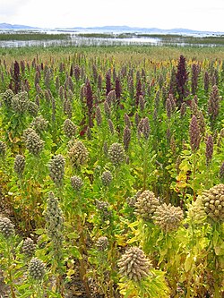 Chenopodium quinoa near Cachilaya, Lake Titicaca, Bolivia
