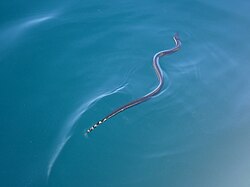 The yellow bellied sea snake as it glides across the surface of the ocean.