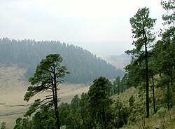 Forest at La Marquesa National Park