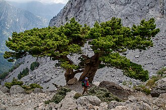 Cupressus sempervirens (Mediterranean cypress), an evergreen tree