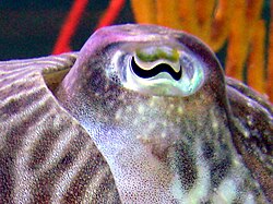 Cephalopods like this cuttlefish have advanced 'camera' eyes. The cuttlefish has a W-shaped pupil.