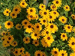 Black-eyed susans, the state flower, grow throughout much of the state.[59]