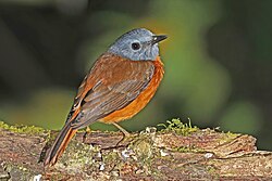 Amber mountain rock thrush Monticola sharpei erythronotus