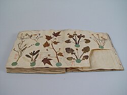 Herbarium book with Japanese plants, Siebold collection Leiden, 1825