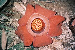 Flower of Rafflesia kerrii, in Khao Sok National Park, Southern Thailand.