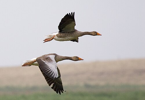 Greylag geese (Anser anser). Birds are one of only four taxonomic groups to have evolved powered flight.