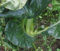 Contarinia nasturtii damage on cauliflower