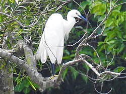 Blue beak little egret, Taiwan 2018