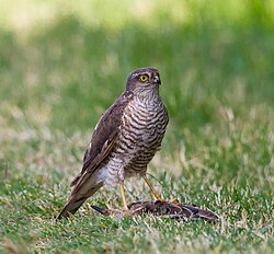 The Eurasian sparrowhawk is a widespread predator