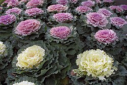 Ornamental kale in white and lavender