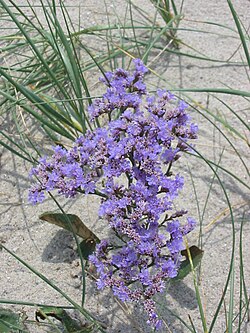 Sea lavender blossoms in August–September