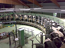 Cows in a rotary milking parlor