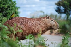 An image of a chigüire, the largest rodent, which the website is named after