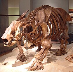 Paramylodon harlani, Texas Memorial Museum, University of Texas at Austin