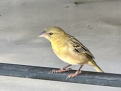 Southern Masked Weaver female in Namibia