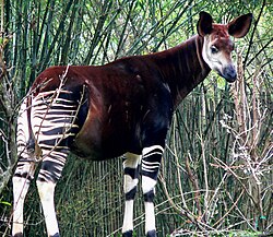 Found in the Congolian rainforests, the okapi was unknown to science until 1901.