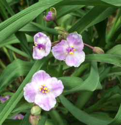 Unusual example with four petals and eight anthers