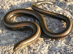 The slowworm was named Anguis fragilis in 1758.