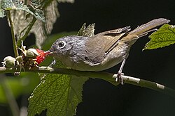 Berries form an important part of the diet of Nepal fulvettas in the non-breeding season.[16]