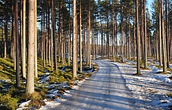 Boreal forest in Finland
