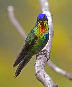 Male fiery-throated hummingbird showing iridescent crown and gorget feathers; Costa Rica