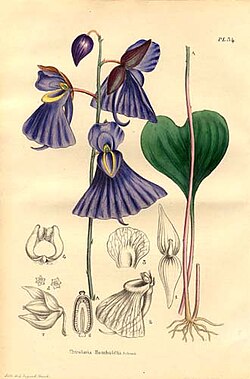 Lentibulariaceae - Utricularia humboldtii