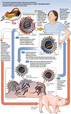 Influenza virus can change by genetic reassortment as it travels between different hosts in its range.