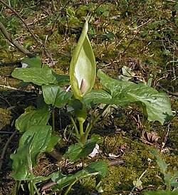 The cuckoo-pint or lords and ladies (Arum maculatum) is a common arum in British woodlands.