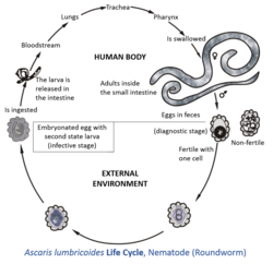 Image showing life cycle inside and outside of the human body of one fairly typical and well described helminth: Ascaris lumbricoides