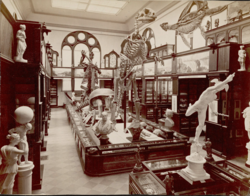 The Faculty Room of Nassau Hall in 1886, when it served as home to the Art Museum