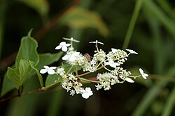 Hydrangea paniculata