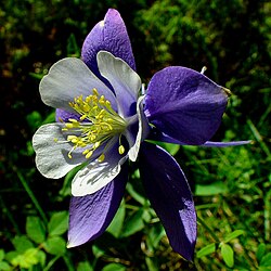 Colorado Blue Columbine (Aquilegia coerulea) E.James
