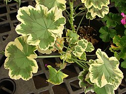 The green cells in the centres of the leaves of this Pelargonium plant have formed from the epithelium cell layer, which has normal chlorophyll. That cell layer does not extend all the way to the edges of the leaves, which therefore show the chlorophyll-deficient cells of other developmental layers. This is a periclinal chimera.