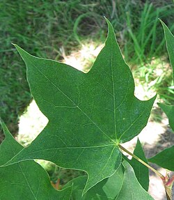 Palmate venation, Acer truncatum