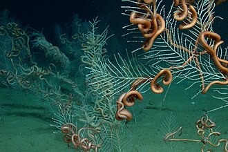 A field of the soft coral Callogorgia sp. with its brittle star symbionts