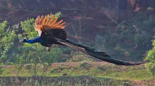 The peacock tail in flight, the classic example of an ornament assumed to be a Fisherian runaway