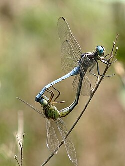 Mating pair of marsh skimmers, Orthetrum luzonicum, forming a "heart"