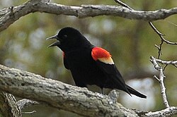 Red-winged blackbird